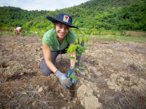 Rainforest Rescue regenerating work