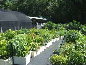 Our rainforest nursery is brimming with seedlings