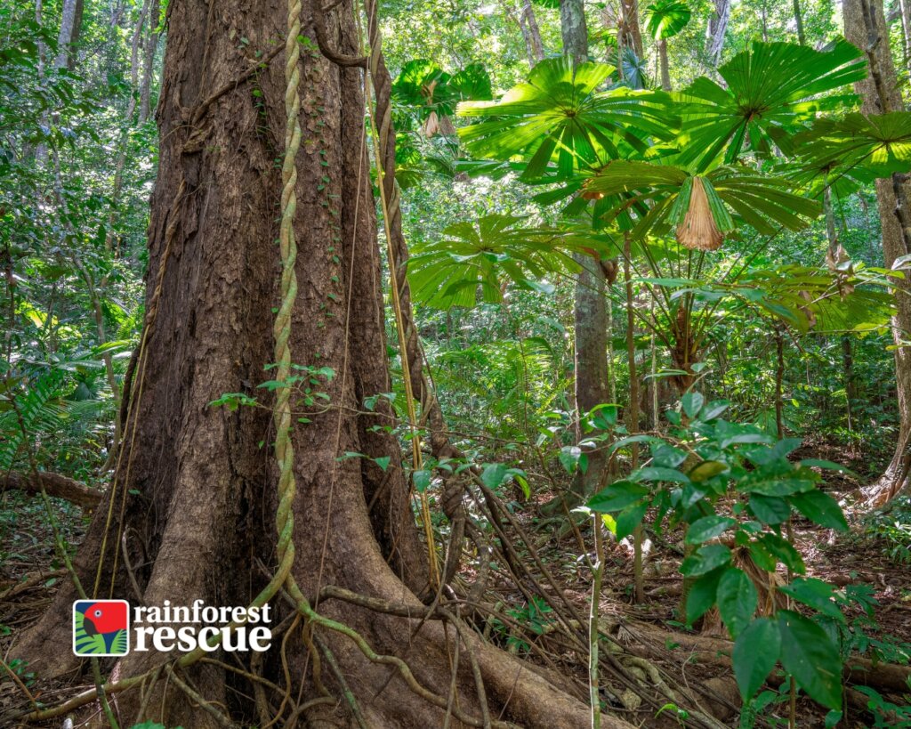 Lot 18 Cape Trib Rd (Credit: Martin Stringer)