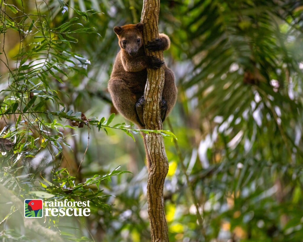 Bennett's Tree Roo (Credit: David White)