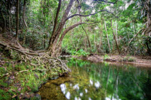 Daintree Rainforest (Martin Stringer Photography)