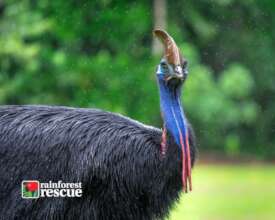 Southern Cassowary (Credit: Martin Stringer)
