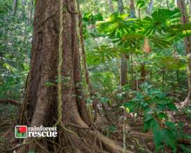 Lot 18 Cape Trib Rd (Credit: Martin Stringer)