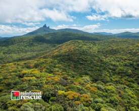Rainforest Patchwork (Credit: Martin Stringer)