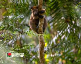 Bennett's Tree Roo (Credit: David White)