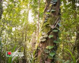 Daintree Rainforest (Credit: Martin Stringer)
