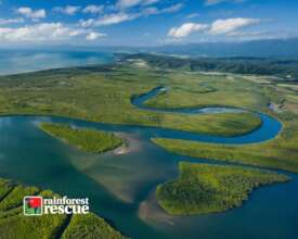Queensland's Wet Tropics (Credit: Darren Jew)
