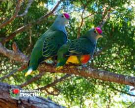 Rose-crowned fruit-dove (Credit: Allen Sheather)