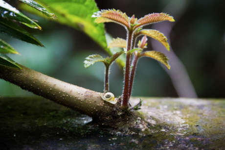 Buy Back and Protect Forever Endangered Rainforest