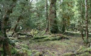 Forest Lodge, located on Rattler Range, Tasmania