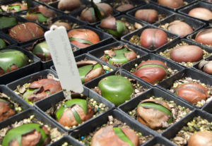 Locally collected seeds: trees of the future