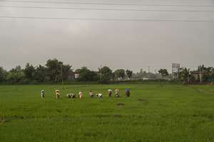 Rice paddy workers