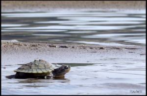 Red Crowned roofed Turtle- Chambal