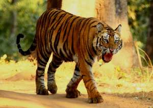A healthy wild tiger in India