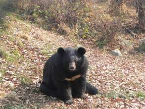 Black Bear in Dachigam National Park