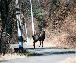 Hangul - state animal of J&K - at Dachigam NP