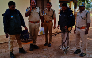 Officials nab poachers, seize illegal wildlife