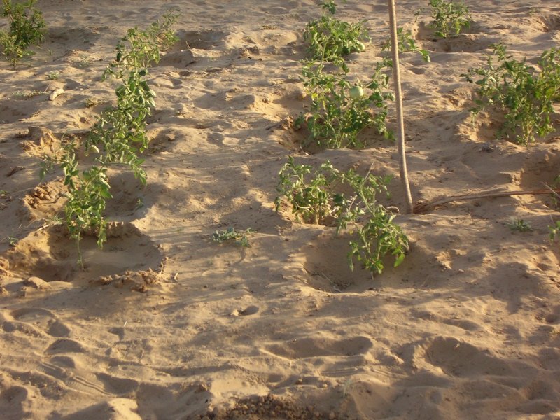 Basic nutrition for 100 school children in Mali