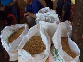 Bags of yellow beans ready for distribution