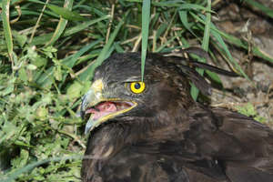 Our Long-crested Eagle