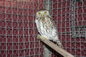 Bella, the Pearl-spotted Owlet