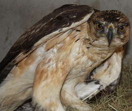 Scotty, the African Hawk Eagle