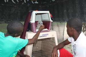 Tiras and Kobe feed baby owl, Hedwig