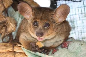 Banchee, the Thick-tailed Bushbaby