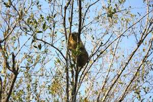 The dassies plot their escape!