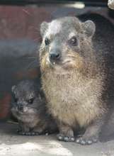 Dassie & Baby