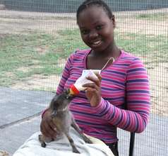 Feeding baby warthog