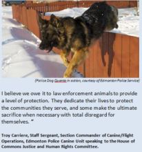 Edmonton Police Dog Quanto in action