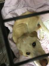 Little Roe just after being rescued