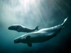 Beluga Whales
