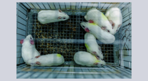 Animal Testing