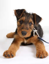 Puppy at risk