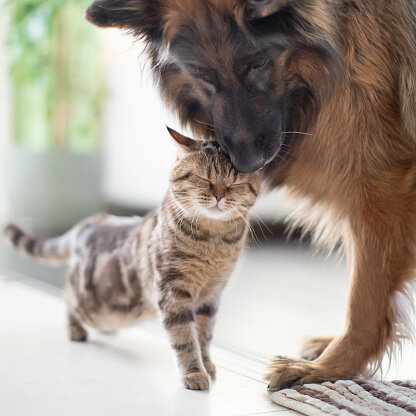 Animal Cruelty Legislation