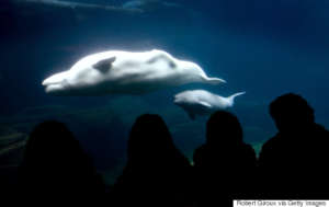 Beluga whales at the Vancouver Aquarium