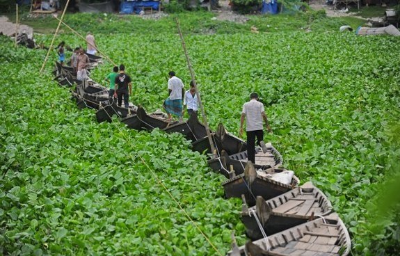 Water hyacinth in river