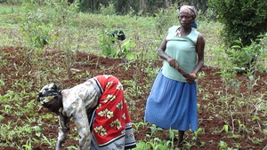 Some of the Women Tilling Land