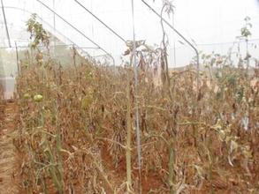 Crops Wilted