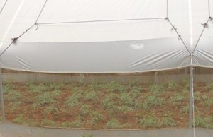 Greenhouse Tomatoes at 2 weeks