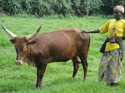 Jolly shows off her new cow!