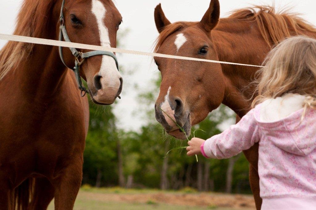 TX rescued horses in need of medical assistance
