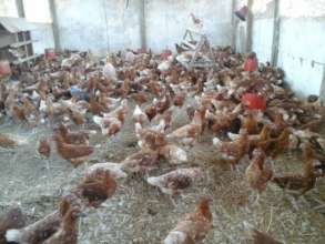 The baby chicks have grown to be layers