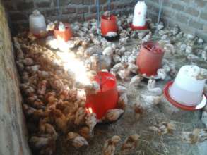 600 new chicks!