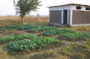 Growing Rape at Kaliyangile