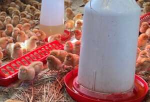 500 new chicks!