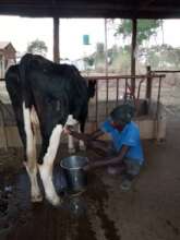 Milking time