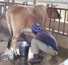 Milking the cows
